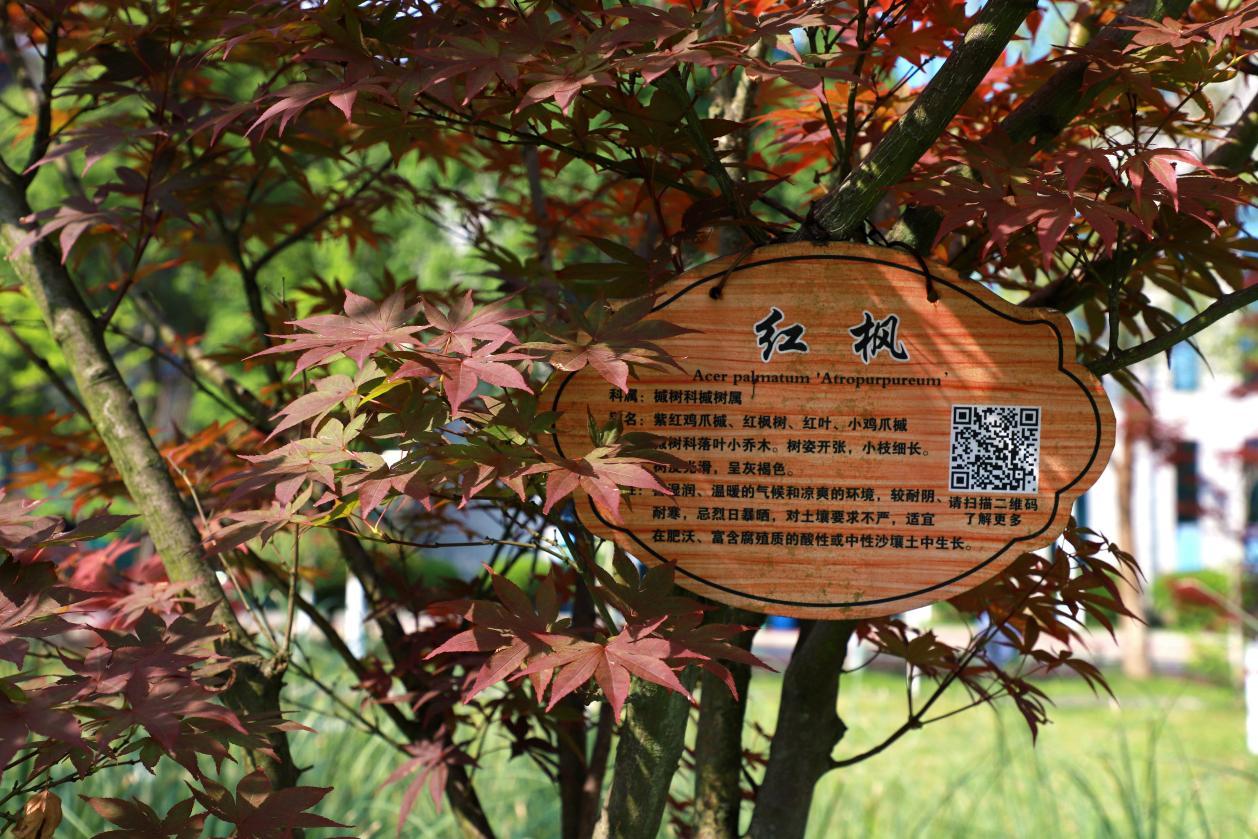 C:/Users/Lenovo/Desktop/5.24植物图鉴/红枫（2）.JPG红枫（2）